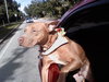 Roland the Swimmer ~ VIDEO