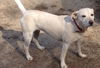 Wishbone