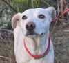 Wishbone