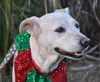 Wishbone