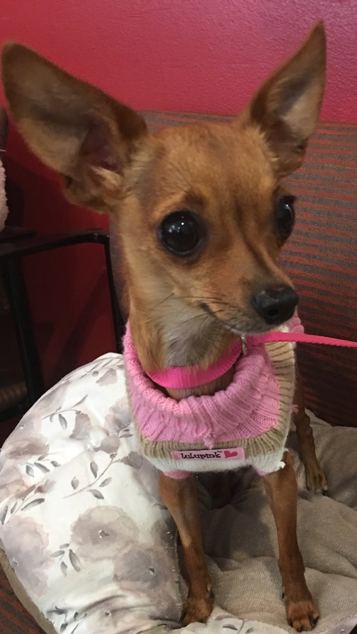 Piper