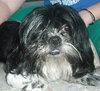 GreenLee the Shih Tzu
