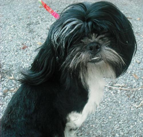 GreenLee the Shih Tzu
