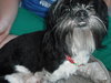 GreenLee the Shih Tzu