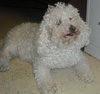Fraiser the Bichon