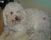 Fraiser the Bichon