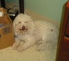 Fraiser the Bichon