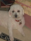 Fraiser the Bichon