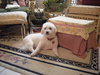 Fraiser the Bichon
