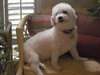 Fraiser the Bichon