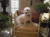 Fraiser the Bichon