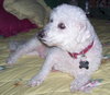 Fraiser the Bichon