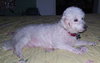 Fraiser the Bichon