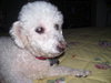 Fraiser the Bichon