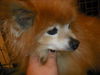 BB the Senior Pomeranian