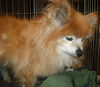 BB the Senior Pomeranian