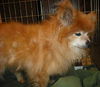 BB the Senior Pomeranian