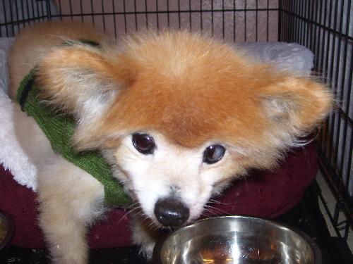 BB the Senior Pomeranian