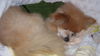 BB the Senior Pomeranian