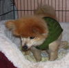 BB the Senior Pomeranian