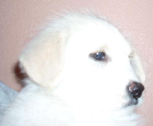 Helena the Puppy