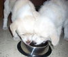 Helena the Puppy