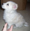 Jersey the Puppy