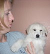 Jersey the Puppy