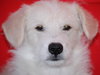 Jersey the Puppy