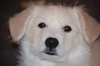 Jersey the Puppy