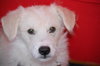 Jersey the Puppy