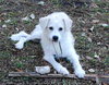 Jersey the Puppy