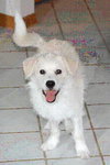 Jersey the Puppy