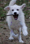 Jersey the Puppy