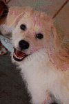 Jersey the Puppy