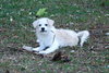 Jersey the Puppy