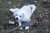 Jersey the Puppy