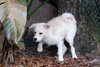 Jersey the Puppy