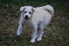 Jersey the Puppy