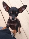 Poncho  *A BONDED PAIR*