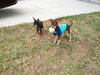 Poncho  *A BONDED PAIR*