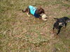 Poncho  *A BONDED PAIR*