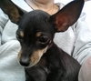 Poncho  *A BONDED PAIR*