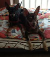 Poncho  *A BONDED PAIR*