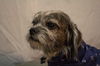 Snoopy *A bonded pair*