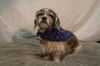 Snoopy *A bonded pair*
