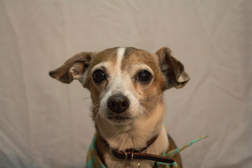 Peanut *A bonded pair*