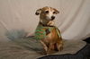 Peanut *A bonded pair*