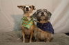 Peanut *A bonded pair*