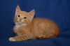 Archie *A Bonded Pair with Ross*